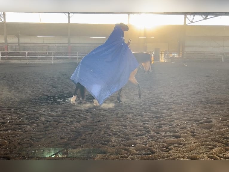 Cheval de trait Croisé Hongre 3 Ans 155 cm Buckskin in Rexburg, ID