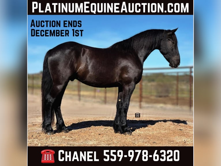 Cheval de trait Hongre 3 Ans 157 cm Noir in Jacksboro TX