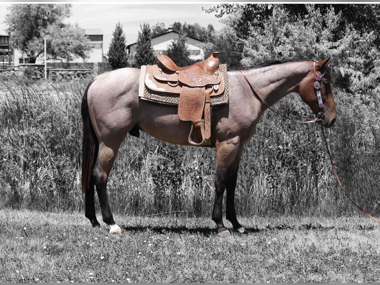 Cheval de trait Hongre 3 Ans 157 cm Roan-Bay in Fort Collins