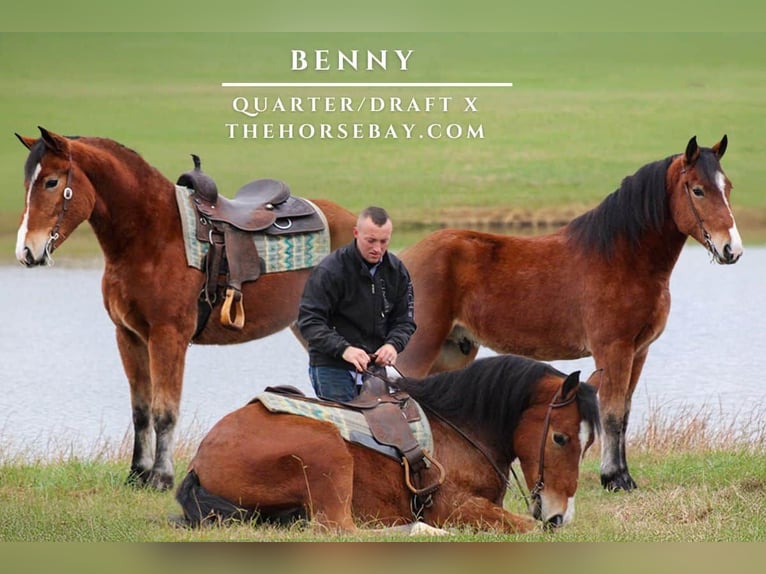 Cheval de trait Croisé Hongre 3 Ans 160 cm Bai cerise in Strunk, KY