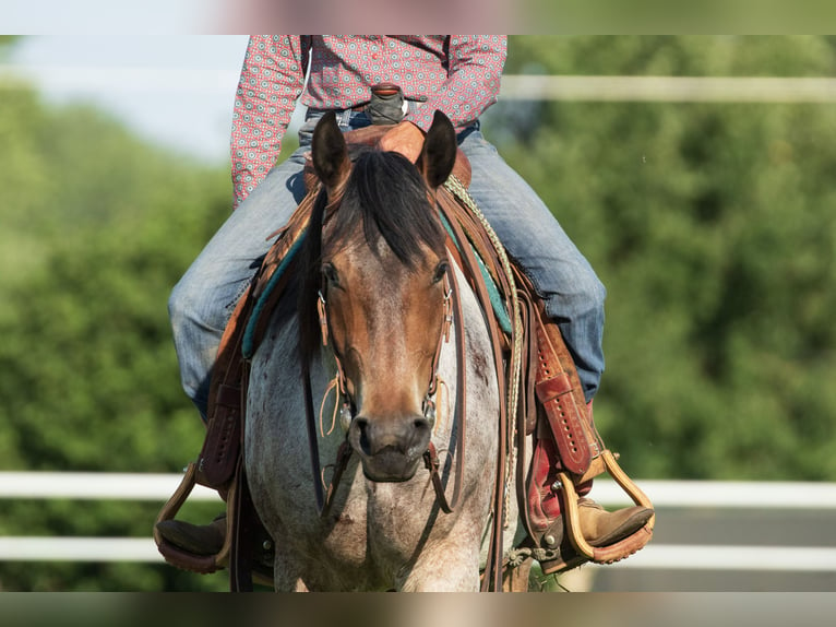 Cheval de trait Croisé Hongre 3 Ans 160 cm Roan-Bay in Kirtland