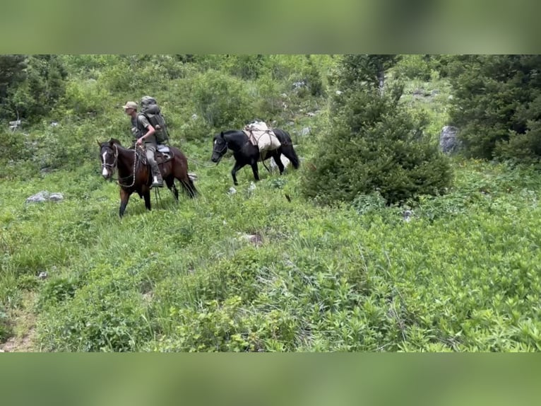 Cheval de trait Croisé Hongre 3 Ans 163 cm Noir in Saint Anthony