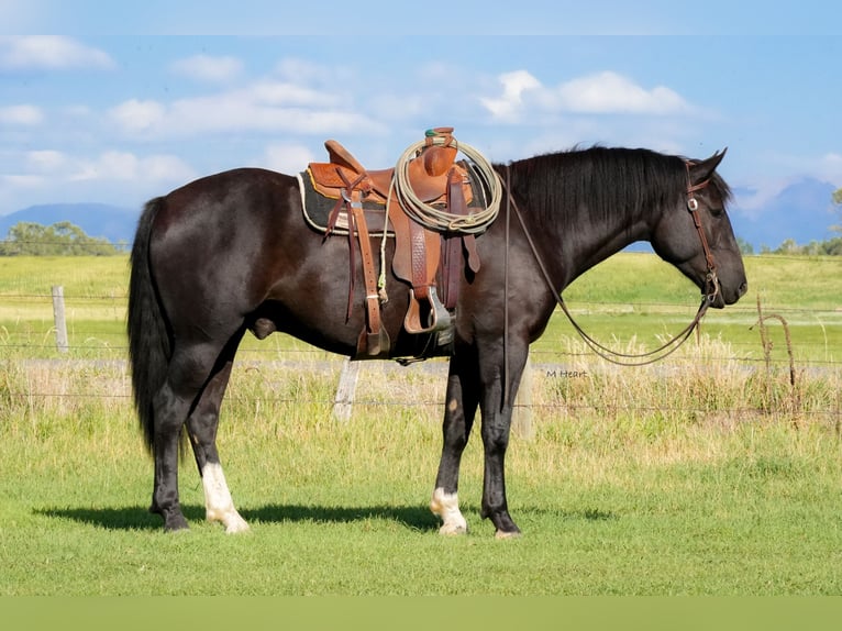 Cheval de trait Croisé Hongre 3 Ans 163 cm Noir in Saint Anthony