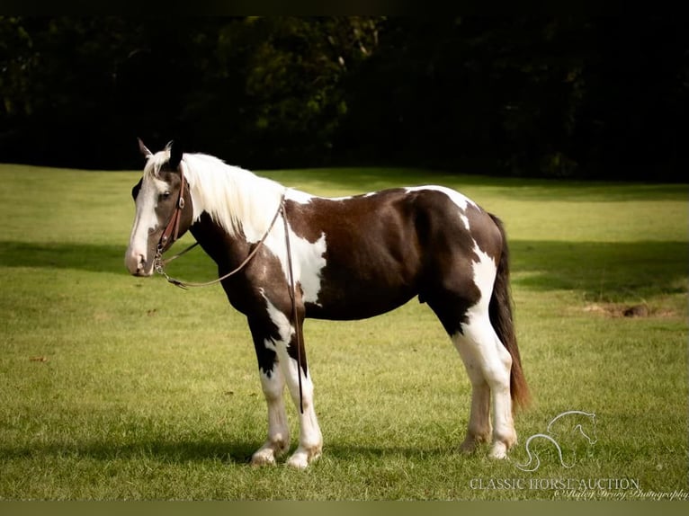 Cheval de trait Hongre 3 Ans 163 cm Tobiano-toutes couleurs in Auburn, KY