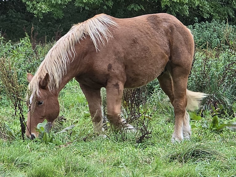 Cheval de trait Hongre 3 Ans 165 cm Bai in Amiens