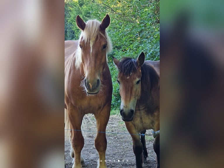 Cheval de trait Hongre 3 Ans 165 cm Bai in Amiens