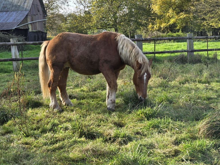 Cheval de trait Hongre 3 Ans 165 cm Bai in Amiens