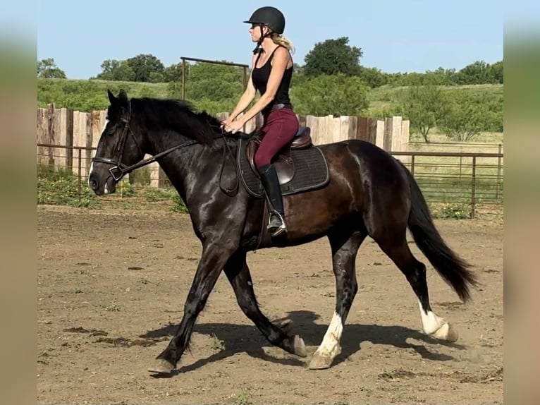 Cheval de trait Hongre 3 Ans 165 cm Noir in Jacksboro TX