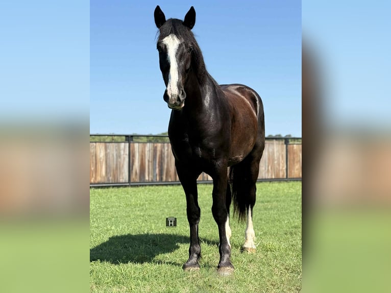 Cheval de trait Hongre 3 Ans 165 cm Noir in Jacksboro TX