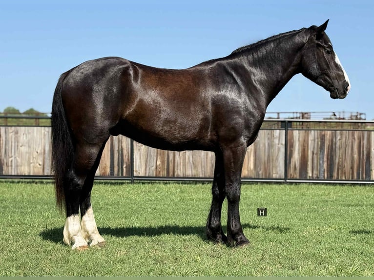 Cheval de trait Hongre 3 Ans 165 cm Noir in Jacksboro TX