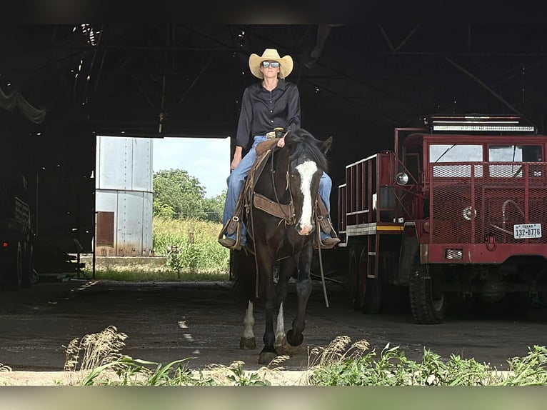 Cheval de trait Hongre 3 Ans 165 cm Noir in Jacksboro TX