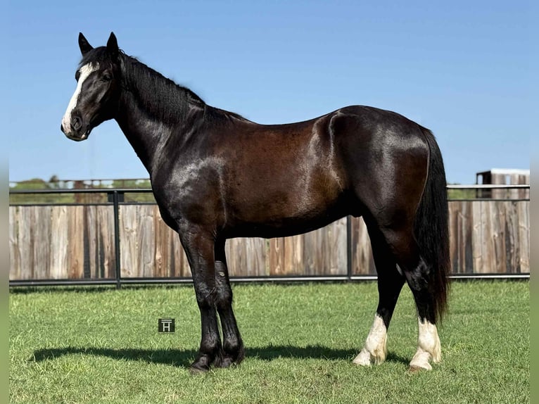 Cheval de trait Hongre 3 Ans 165 cm Noir in Jacksboro TX