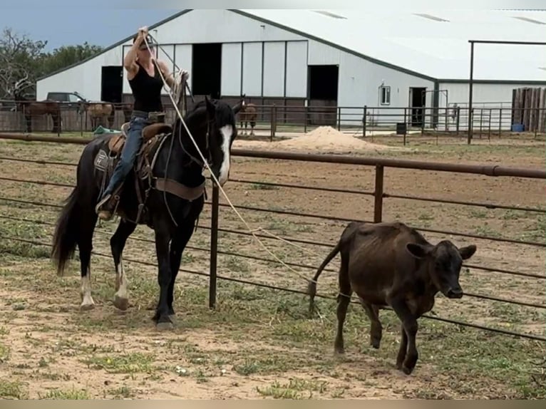 Cheval de trait Hongre 3 Ans 165 cm Noir in Jacksboro TX