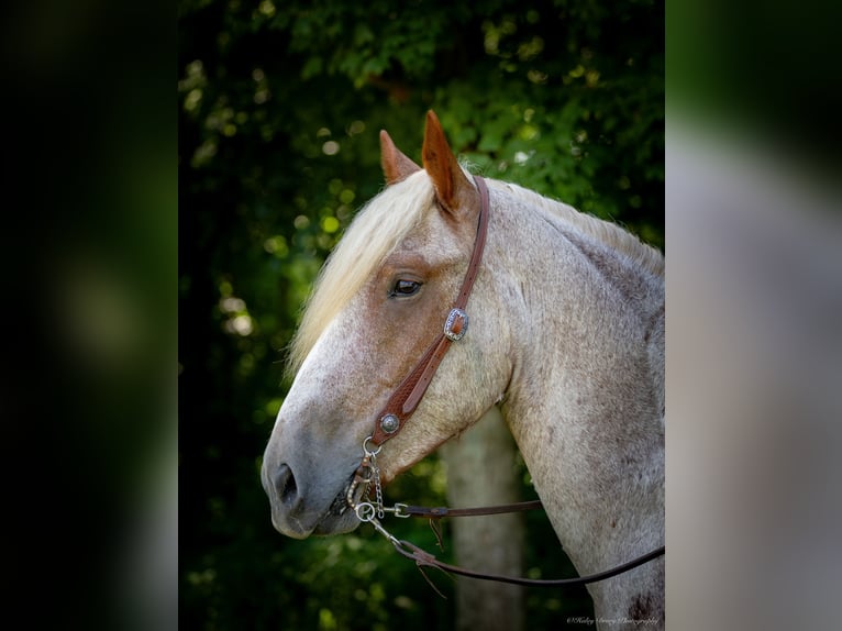 Cheval de trait Hongre 3 Ans 170 cm Rouan Rouge in Auburn, KY