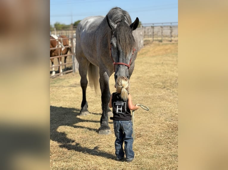 Cheval de trait Croisé Hongre 3 Ans 173 cm Gris in Weatherford