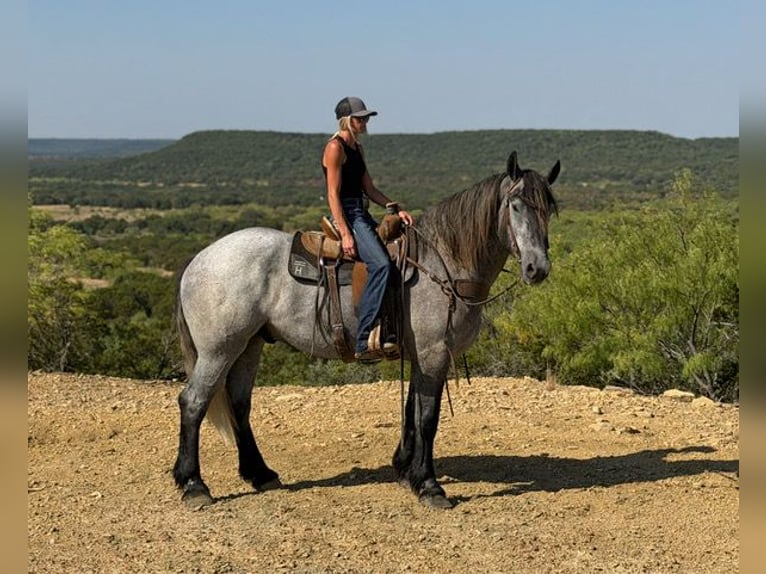 Cheval de trait Croisé Hongre 3 Ans 173 cm Gris in Weatherford