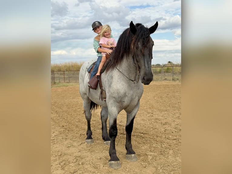 Cheval de trait Croisé Hongre 3 Ans 173 cm Rouan Bleu in Weatherford