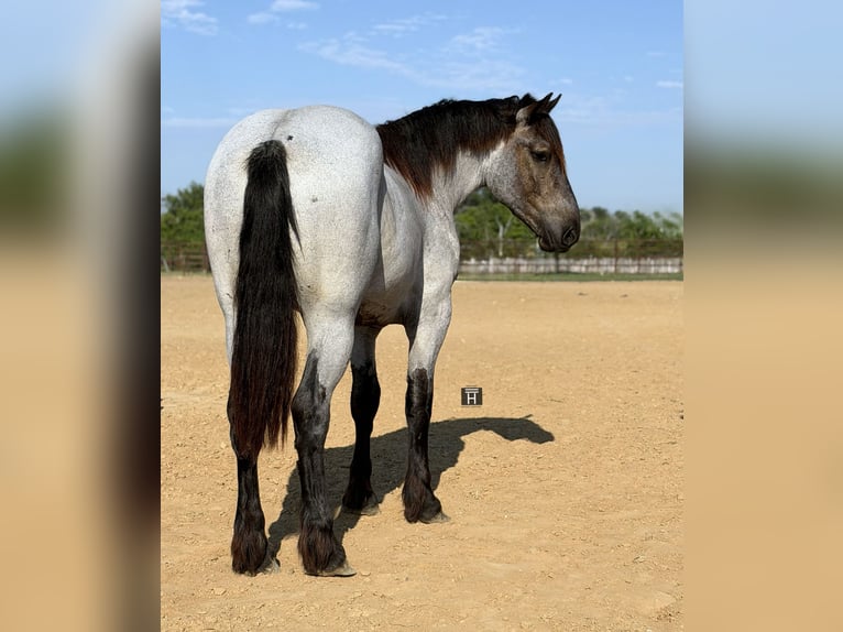 Cheval de trait Croisé Hongre 3 Ans 173 cm Rouan Bleu in Weatherford
