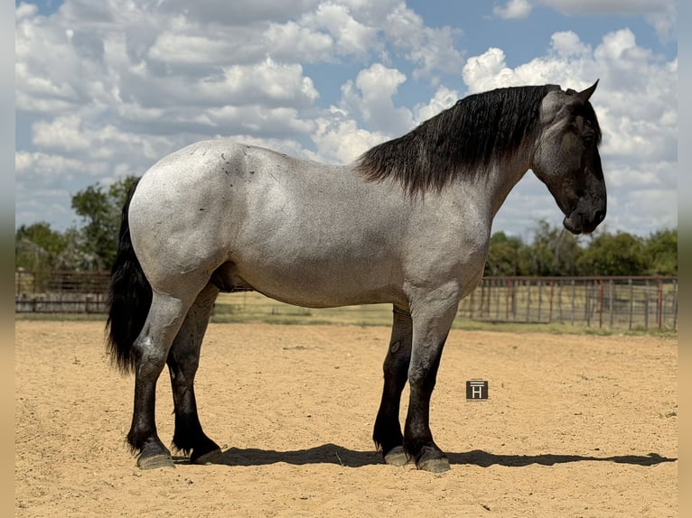 Cheval de trait Croisé Hongre 3 Ans 173 cm Rouan Bleu in Weatherford