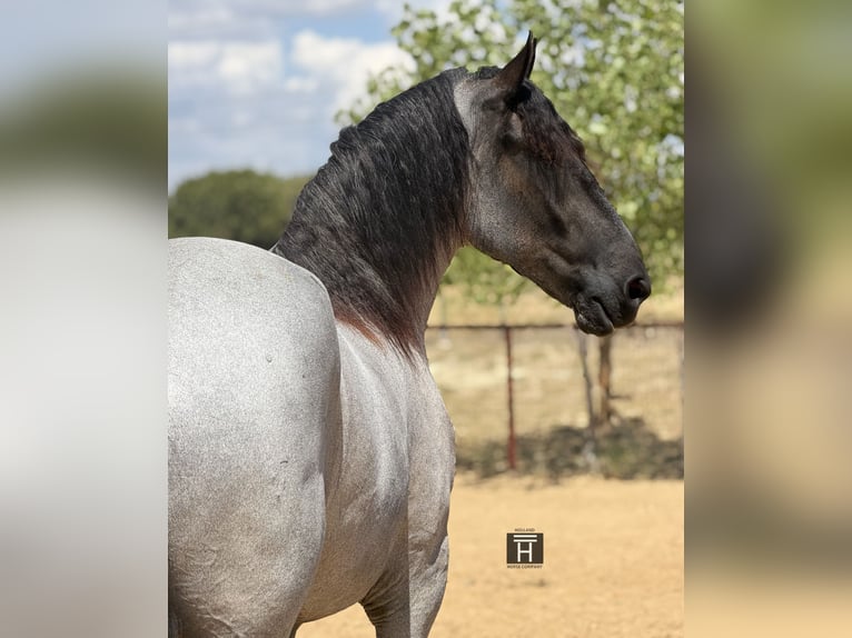 Cheval de trait Croisé Hongre 3 Ans 173 cm Rouan Bleu in Weatherford