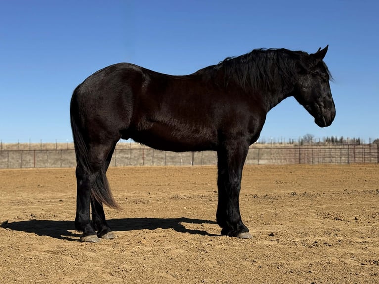 Cheval de trait Hongre 3 Ans 178 cm Noir in Weatherford
