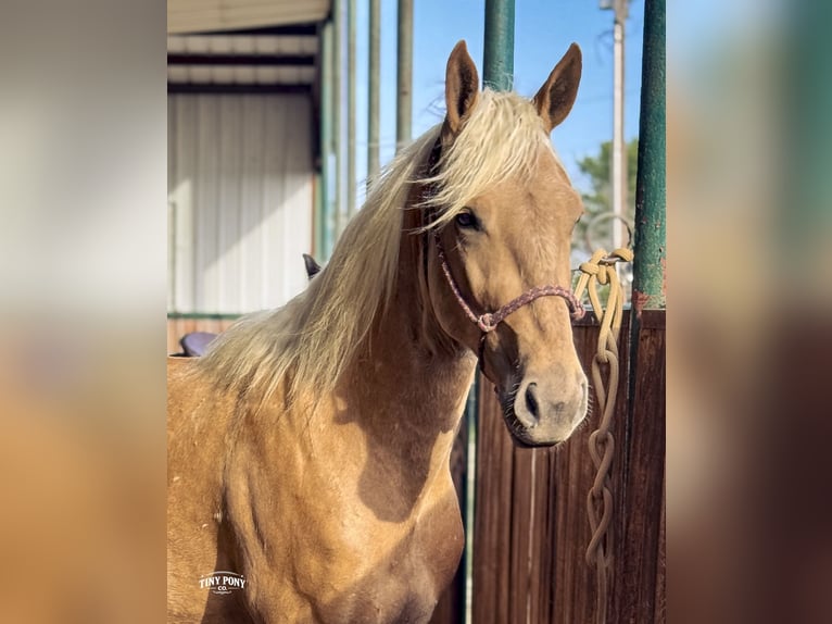 Cheval de trait Croisé Hongre 3 Ans Palomino in Jacksboro