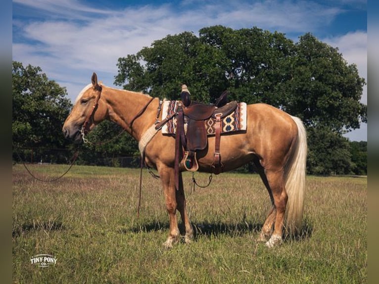 Cheval de trait Croisé Hongre 3 Ans Palomino in Jacksboro