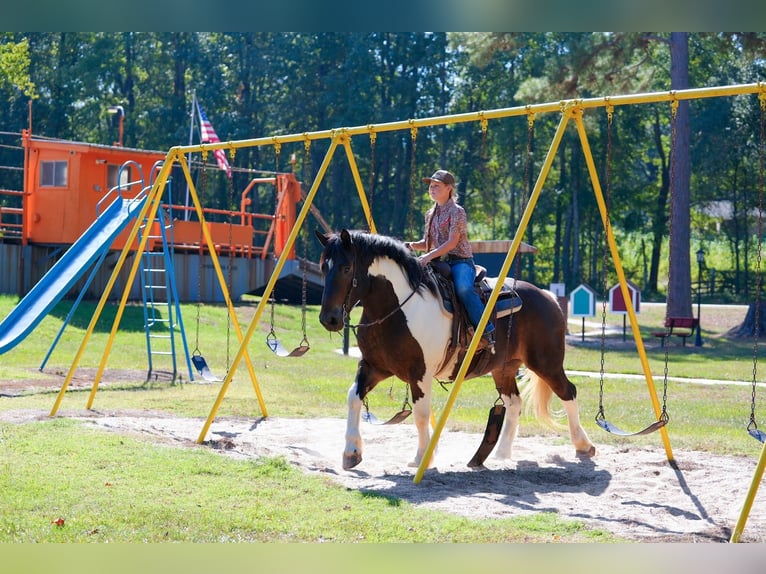 Cheval de trait Croisé Hongre 3 Ans Pinto in Bloomburg