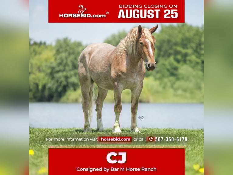 Cheval de trait Croisé Hongre 4 Ans 142 cm Rouan Rouge in Windom