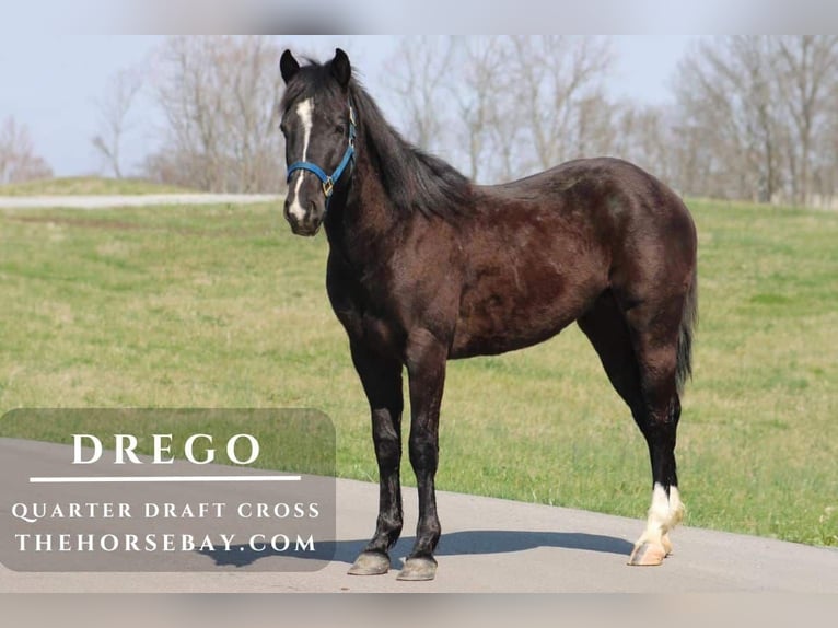 Cheval de trait Croisé Hongre 4 Ans 147 cm Noir in Wichita Falls, TX