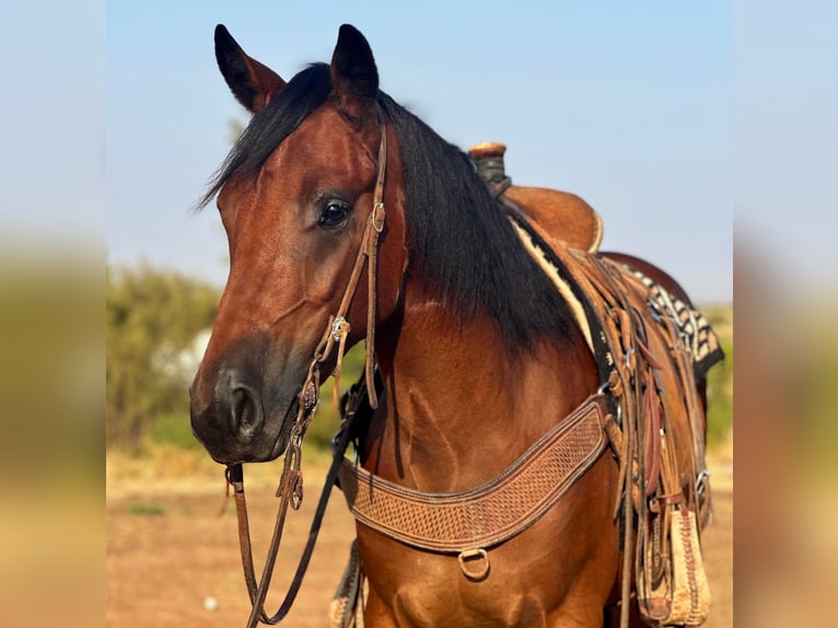 Cheval de trait Hongre 4 Ans 150 cm Bai cerise in Byers TX