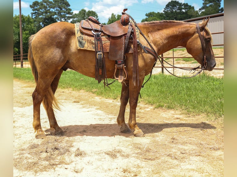 Cheval de trait Hongre 4 Ans 150 cm Bai in Rusk TX