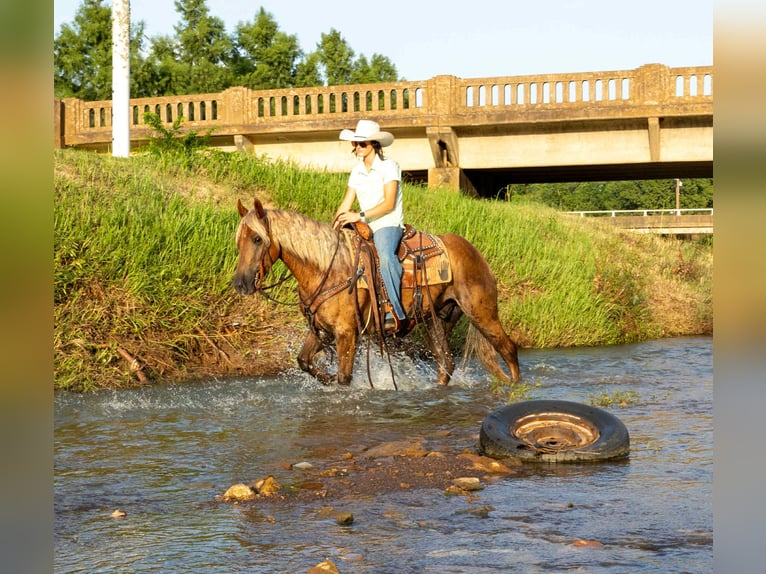 Cheval de trait Hongre 4 Ans 150 cm Bai in Rusk TX