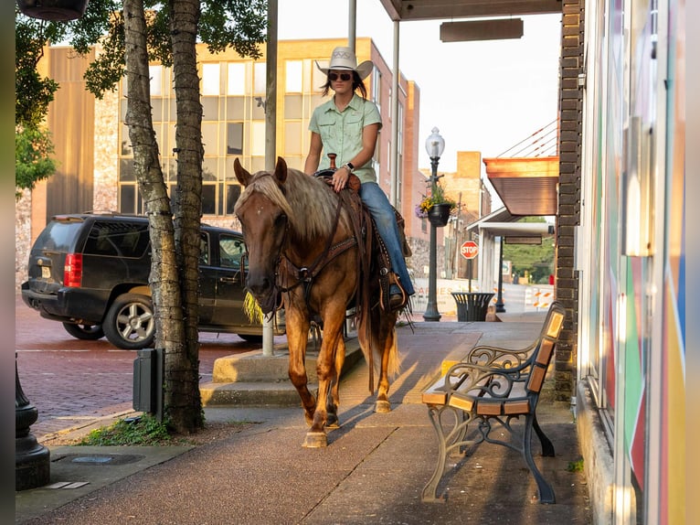 Cheval de trait Hongre 4 Ans 150 cm Bai in Rusk TX