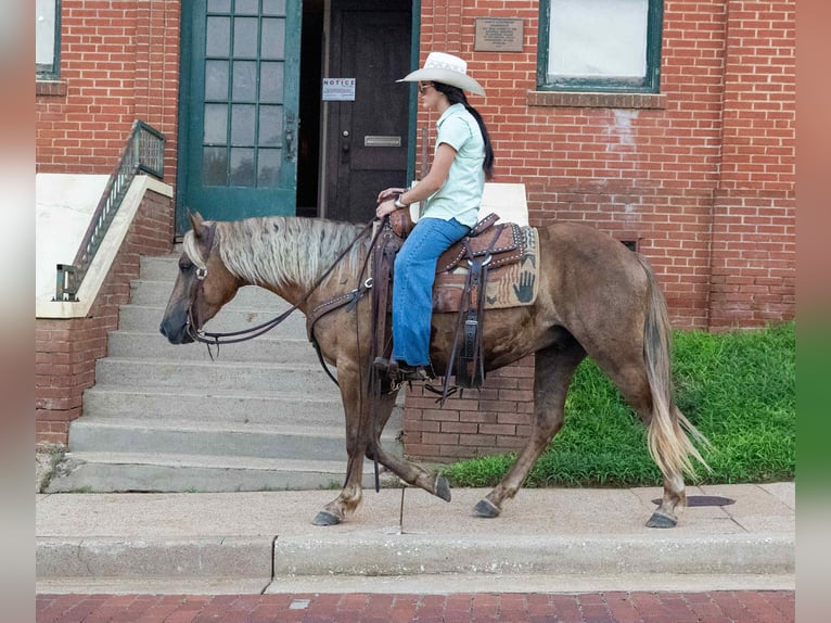 Cheval de trait Hongre 4 Ans 150 cm Bai in Rusk TX