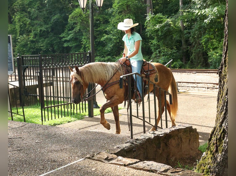 Cheval de trait Hongre 4 Ans 150 cm Bai in Rusk TX