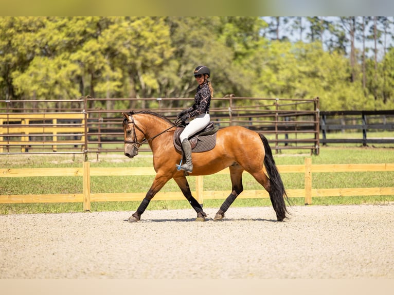 Cheval de trait Croisé Hongre 4 Ans 150 cm Buckskin in Ocala