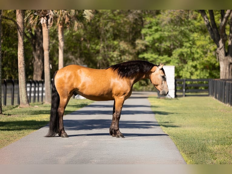 Cheval de trait Croisé Hongre 4 Ans 150 cm Buckskin in Ocala