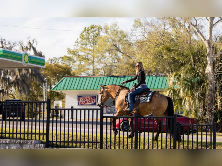 Cheval de trait Croisé Hongre 4 Ans 150 cm Buckskin in Ocala