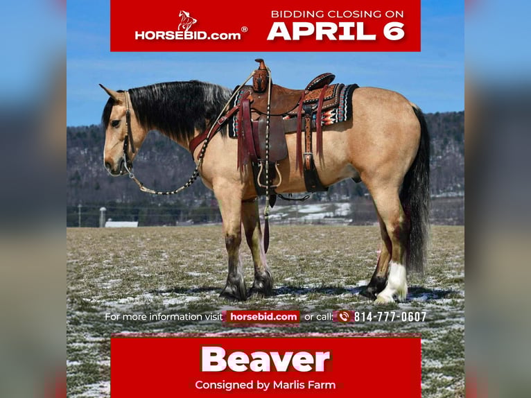 Cheval de trait Croisé Hongre 4 Ans 150 cm Buckskin in Rebersburg