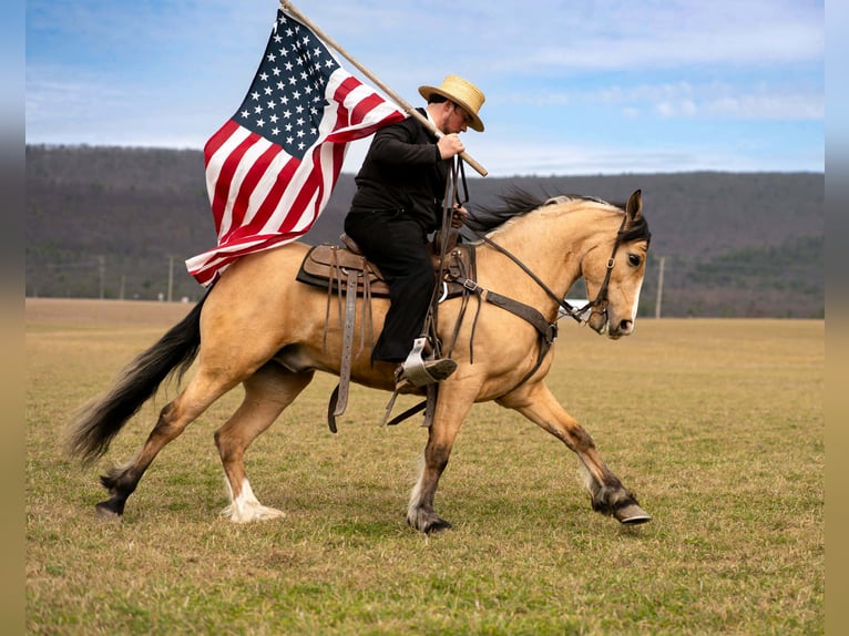 Cheval de trait Croisé Hongre 4 Ans 150 cm Buckskin in Rebersburg