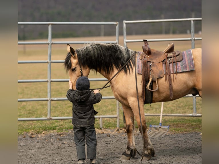 Cheval de trait Croisé Hongre 4 Ans 150 cm Buckskin in Rebersburg