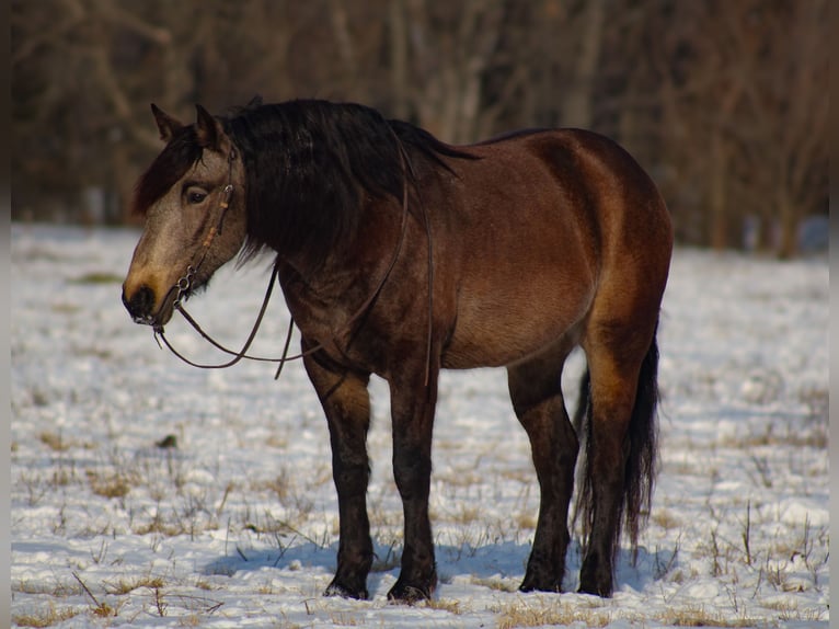 Cheval de trait Croisé Hongre 4 Ans 152 cm Buckskin in Baxter Springs