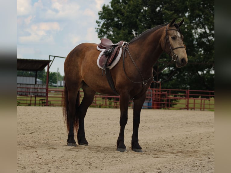 Cheval de trait Croisé Hongre 4 Ans 152 cm Buckskin in Baxter Springs