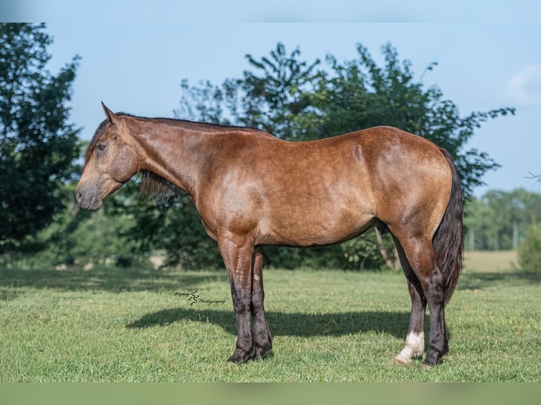 Cheval de trait Croisé Hongre 4 Ans 152 cm Buckskin in Walker