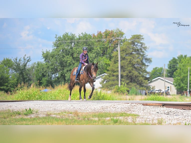 Cheval de trait Croisé Hongre 4 Ans 152 cm Buckskin in Walker