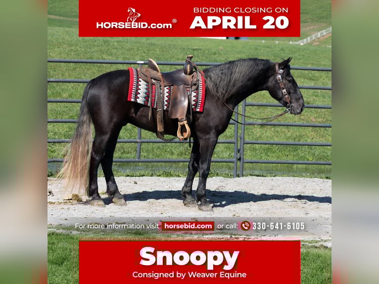 Cheval de trait Croisé Hongre 4 Ans 152 cm Gris in Fredericksburg