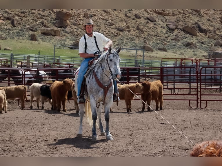 Cheval de trait Hongre 4 Ans 152 cm  in Powell, WY