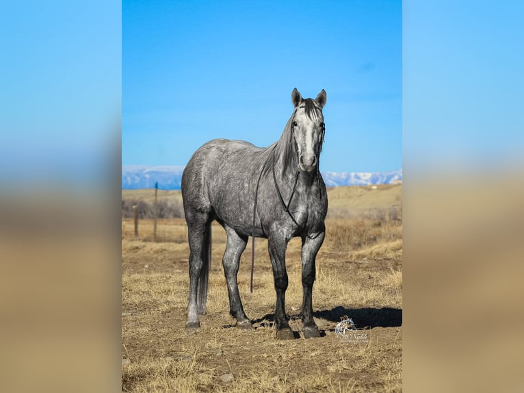 Cheval de trait Hongre 4 Ans 152 cm  in Powell, WY
