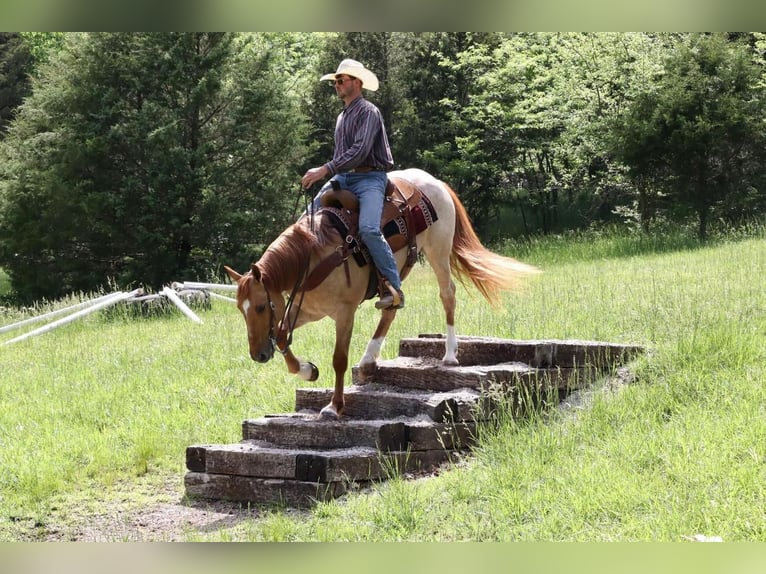 Cheval de trait Croisé Hongre 4 Ans 152 cm in Purdy, MO